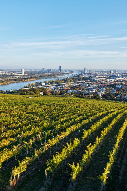 Landhaus Mayer – Alkoholfrei Grüner Veltliner